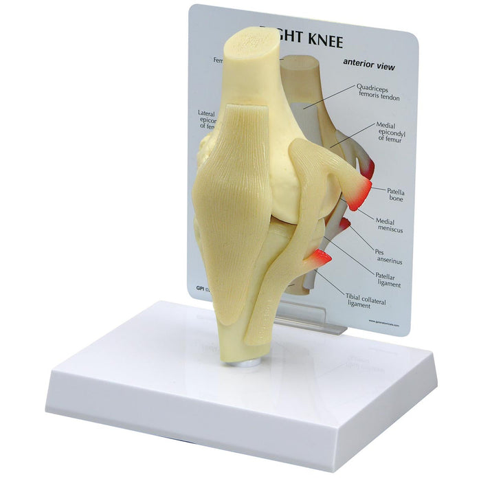 Basic Knee Model