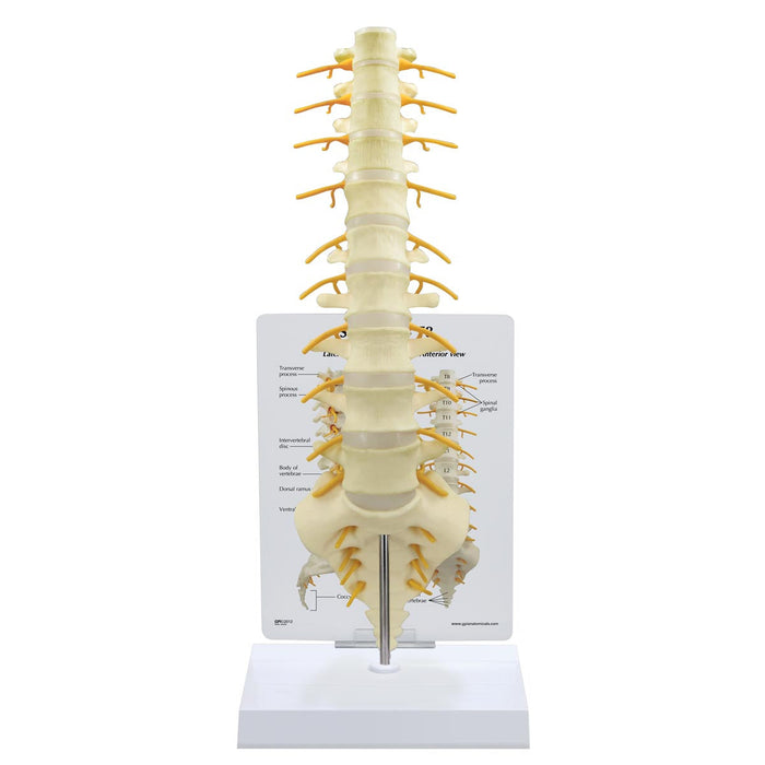 Sacrum -T8 Spine Model