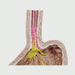 Image 3 - 4-PC GERD - (GASTRO ESOPHAGEAL REFLUX DISEASE)