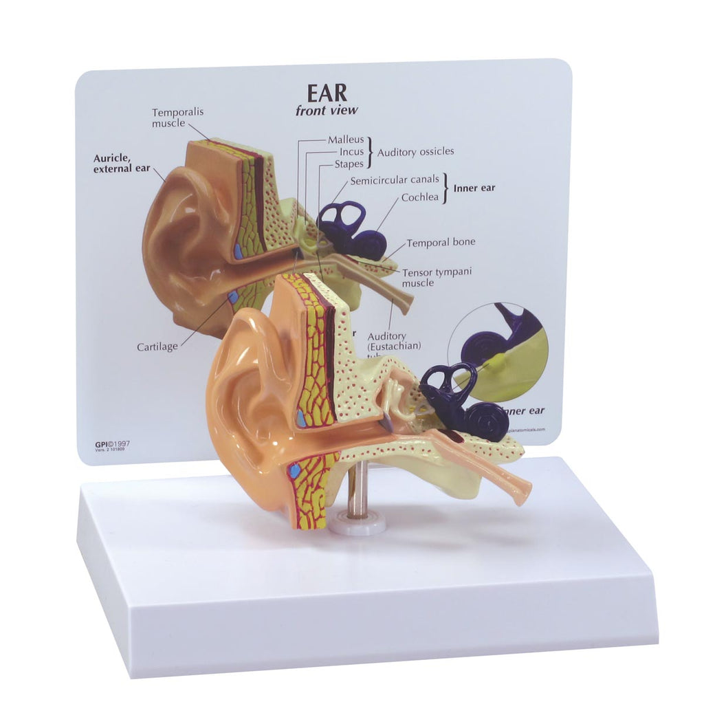 Ear Models — Health Simulation