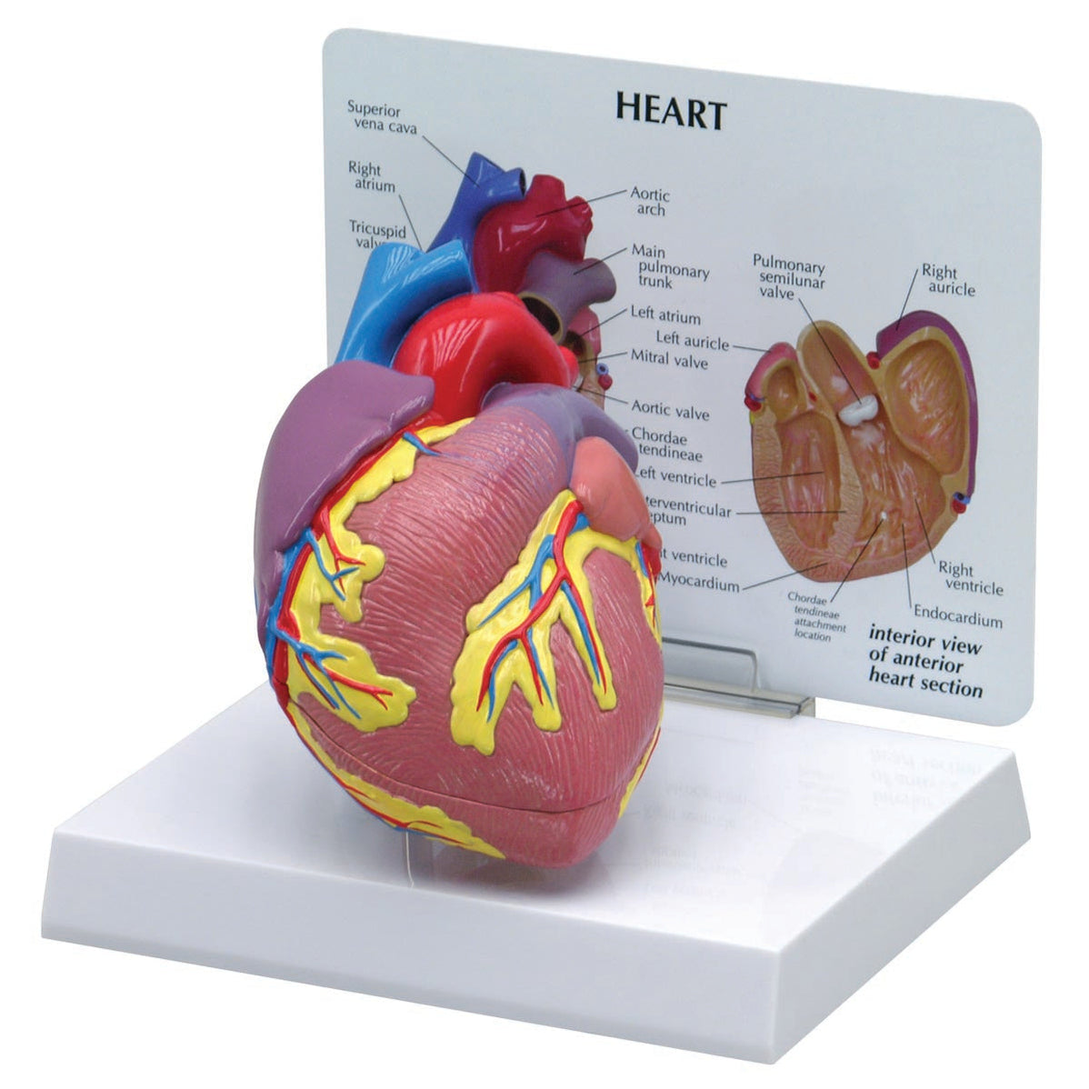 Human Heart Models — Health Simulation