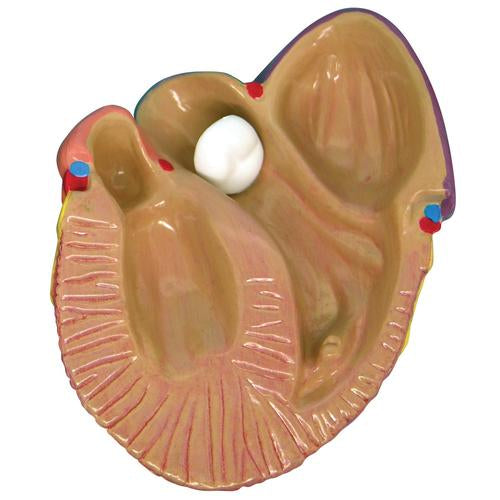 Image 4 - 3-MINI HEART MODEL SET