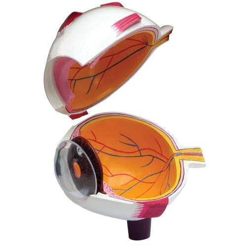Eye Models — Health Simulation