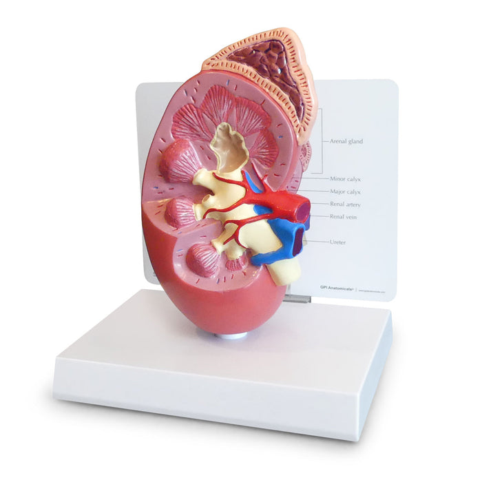 Normal Kidney Model