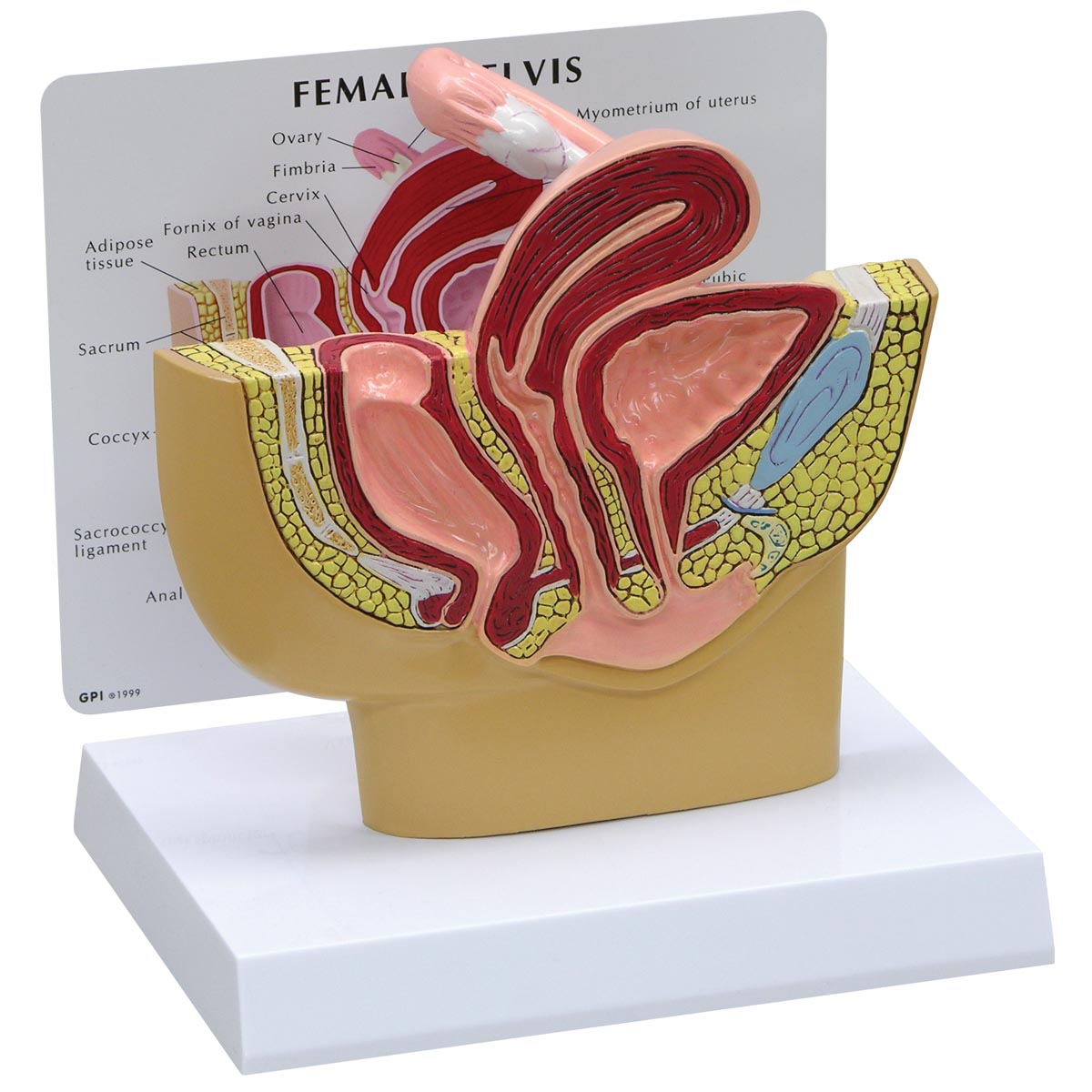 Anatomy