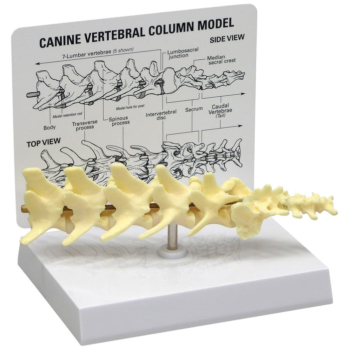 Canine 5-piece Vertebrae Column Model