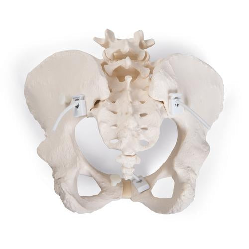 Image 3 - FLEXIBLE HUMAN FEMALE PELVIS MODEL, FLEXIBLY MOUNTED - 3B SMART ANATOMY