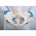 Image 4 - FLEXIBLE HUMAN FEMALE PELVIS MODEL, FLEXIBLY MOUNTED - 3B SMART ANATOMY