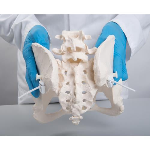 Image 5 - FLEXIBLE HUMAN FEMALE PELVIS MODEL, FLEXIBLY MOUNTED - 3B SMART ANATOMY