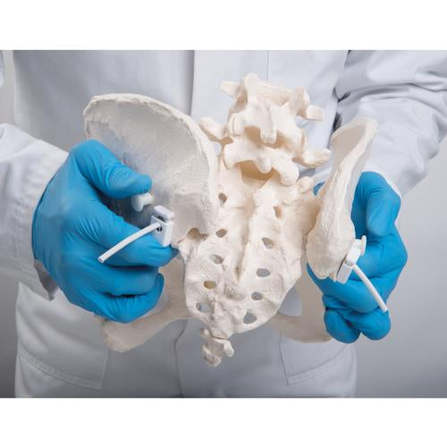 Image 6 - FLEXIBLE HUMAN FEMALE PELVIS MODEL, FLEXIBLY MOUNTED - 3B SMART ANATOMY