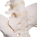 Image 3 - FLEXIBLE HUMAN FEMALE PELVIS MODEL WITH FEMUR HEADS - 3B SMART ANATOMY