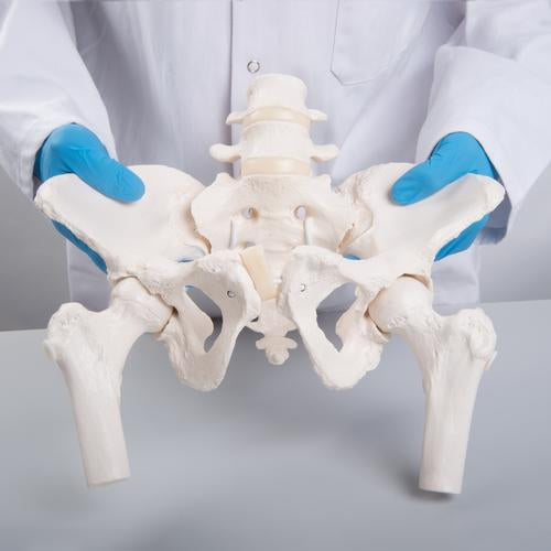 Image 4 - FLEXIBLE HUMAN FEMALE PELVIS MODEL WITH FEMUR HEADS - 3B SMART ANATOMY