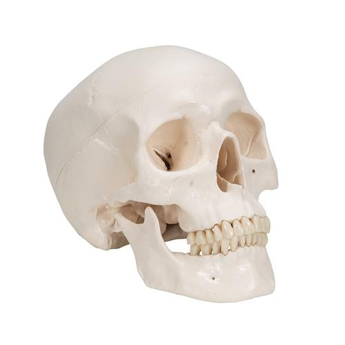 Image 3 - CLASSIC HUMAN SKULL MODEL, 3 PART - 3B SMART ANATOMY