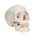 Image 3 - CLASSIC HUMAN SKULL MODEL, 3 PART - 3B SMART ANATOMY