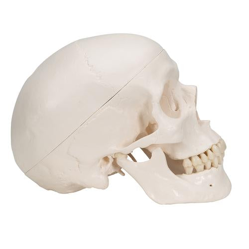 Image 4 - CLASSIC HUMAN SKULL MODEL, 3 PART - 3B SMART ANATOMY