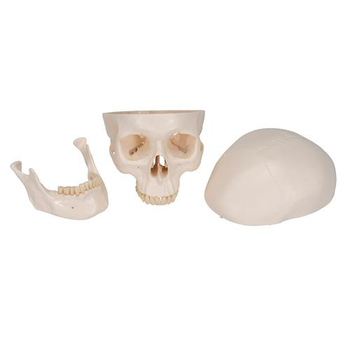 Image 5 - CLASSIC HUMAN SKULL MODEL, 3 PART - 3B SMART ANATOMY