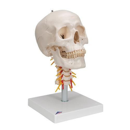 Image 3 - HUMAN SKULL MODEL ON CERVICAL SPINE, 4 PART - 3B SMART ANATOMY