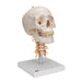 Image 3 - HUMAN SKULL MODEL ON CERVICAL SPINE, 4 PART - 3B SMART ANATOMY