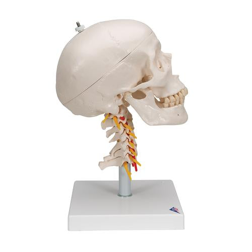 Image 4 - HUMAN SKULL MODEL ON CERVICAL SPINE, 4 PART - 3B SMART ANATOMY