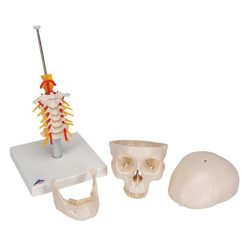 Image 6 - HUMAN SKULL MODEL ON CERVICAL SPINE, 4 PART - 3B SMART ANATOMY