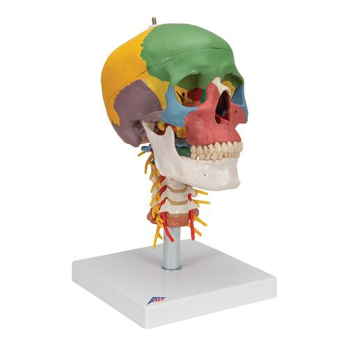 Image 3 - DIDACTIC HUMAN SKULL MODEL ON CERVICAL SPINE, 4 PART - 3B SMART ANATOMY