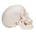 Image 4 - CLASSIC HUMAN SKULL MODEL WITH BRAIN, 8-PARTS - 3B SMART ANATOMY