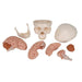 Image 5 - CLASSIC HUMAN SKULL MODEL WITH BRAIN, 8-PARTS - 3B SMART ANATOMY