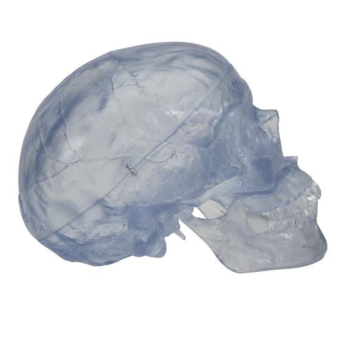 Image 4 - TRANSPARENT CLASSIC HUMAN SKULL MODEL, 3 PART - 3B SMART ANATOMY