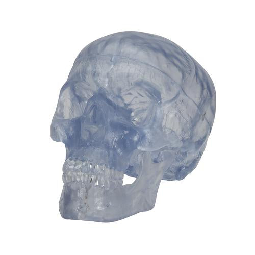 Image 6 - TRANSPARENT CLASSIC HUMAN SKULL MODEL, 3 PART - 3B SMART ANATOMY