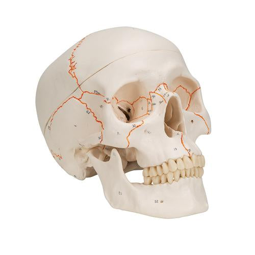 Image 3 - NUMBERED HUMAN CLASSIC SKULL MODEL, 3 PART - 3B SMART ANATOMY