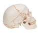 Image 4 - NUMBERED HUMAN CLASSIC SKULL MODEL, 3 PART - 3B SMART ANATOMY