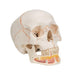 Image 3 - CLASSIC HUMAN SKULL MODEL WITH OPENED LOWER JAW, 3 PART - 3B SMART ANATOMY