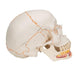 Image 4 - CLASSIC HUMAN SKULL MODEL WITH OPENED LOWER JAW, 3 PART - 3B SMART ANATOMY