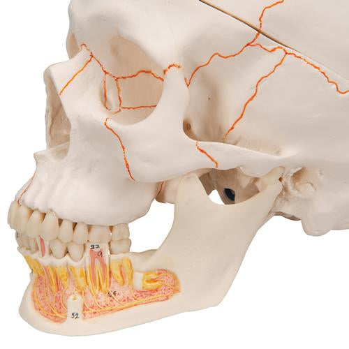 Image 6 - CLASSIC HUMAN SKULL MODEL WITH OPENED LOWER JAW, 3 PART - 3B SMART ANATOMY