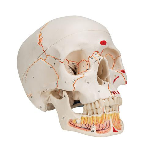 Image 3 - CLASSIC HUMAN SKULL MODEL PAINTED, WITH OPENED LOWER JAW, 3 PART - 3B SMART ANATOMY