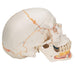 Image 4 - CLASSIC HUMAN SKULL MODEL PAINTED, WITH OPENED LOWER JAW, 3 PART - 3B SMART ANATOMY