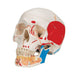 Image 5 - CLASSIC HUMAN SKULL MODEL PAINTED, WITH OPENED LOWER JAW, 3 PART - 3B SMART ANATOMY