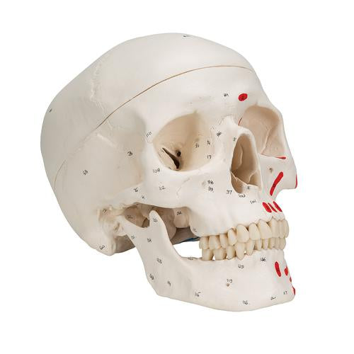 Image 3 - CLASSIC HUMAN SKULL MODEL PAINTED, 3 PART - 3B SMART ANATOMY