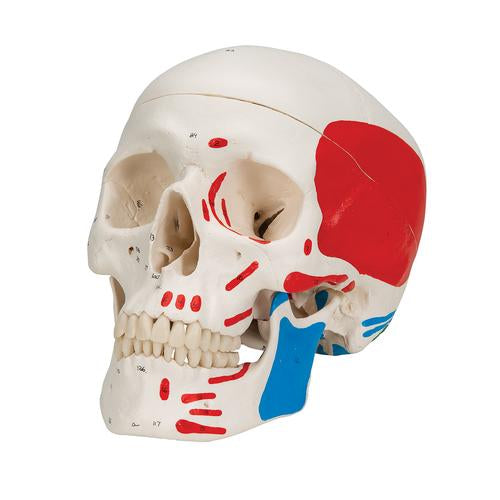 Image 6 - CLASSIC HUMAN SKULL MODEL PAINTED, 3 PART - 3B SMART ANATOMY