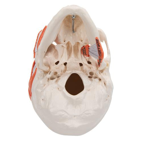 Image 6 - TMJ HUMAN SKULL MODEL, DEMONSTRATES FUNCTIONS OF MASTICATOR MUSCLES, 2 PART - 3B SMART ANATOMY