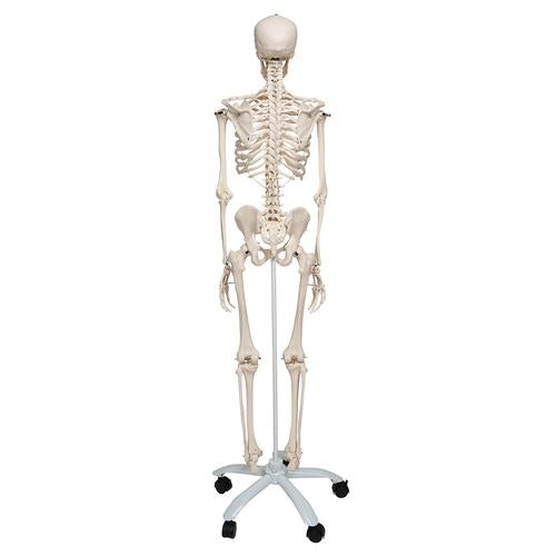 Image 3 - HUMAN SKELETON MODEL STAN - 3B SMART ANATOMY