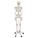 Image 3 - HUMAN SKELETON MODEL STAN - 3B SMART ANATOMY