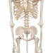 Image 4 - HUMAN SKELETON MODEL STAN - 3B SMART ANATOMY