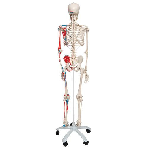 Image 3 - HUMAN SKELETON MODEL MAX WITH PAINTED MUSCLE ORIGINS & INSERTS - 3B SMART ANATOMY