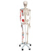 Image 3 - HUMAN SKELETON MODEL MAX WITH PAINTED MUSCLE ORIGINS & INSERTS - 3B SMART ANATOMY