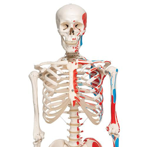 Image 4 - HUMAN SKELETON MODEL MAX WITH PAINTED MUSCLE ORIGINS & INSERTS - 3B SMART ANATOMY