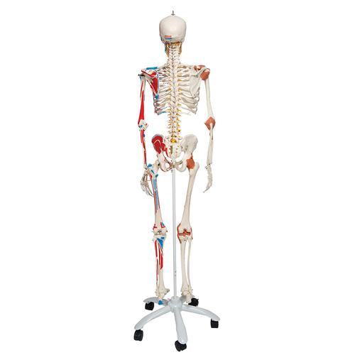 Image 3 - HUMAN SKELETON MODEL SAM WITH MUSCLES & LIGAMENTS - 3B SMART ANATOMY