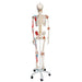 Image 3 - HUMAN SKELETON MODEL SAM WITH MUSCLES & LIGAMENTS - 3B SMART ANATOMY