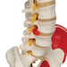 Image 4 - HUMAN SKELETON MODEL SAM WITH MUSCLES & LIGAMENTS - 3B SMART ANATOMY