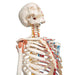 Image 6 - HUMAN SKELETON MODEL SAM WITH MUSCLES & LIGAMENTS - 3B SMART ANATOMY